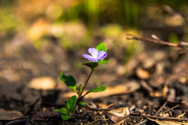 Small violet flower growing out of burnt landscape.