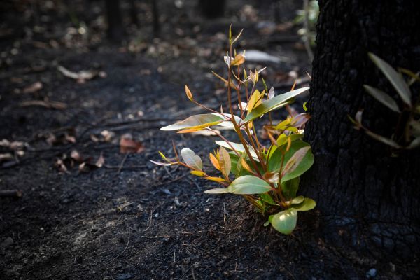 Closeup of base of burnt tree trunk with new green growth.