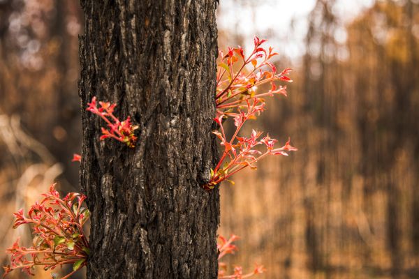 Closeup of burnt tree trunk with new shoots of red growth.
