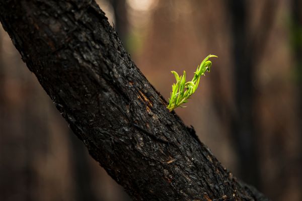 New shoot of green growth emerging from a charred tree branch.